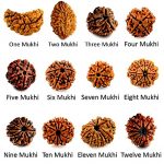 Benefits of all 12 Mukhi rudraksha