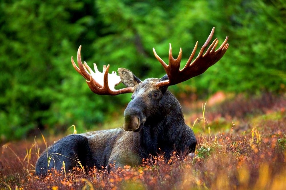 Cancer Spirit Animal - Moose