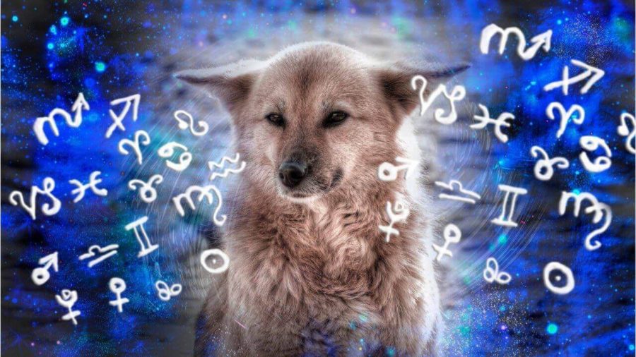 Animal Astrology|Perfect Pet For Each Zodiac Sign 