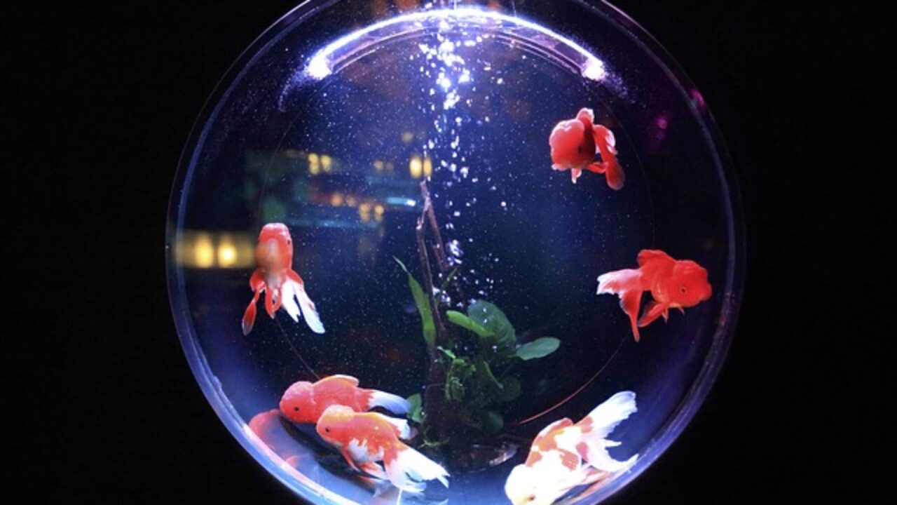 8 Baby Talk - My Aquarium