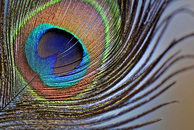 Peacock Feathers: A remedy to all the obstacles