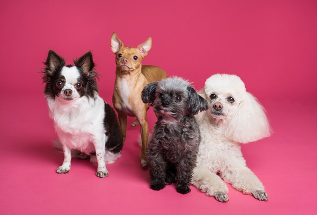 Which Dog Breed You Are According To Your Zodiac Sign