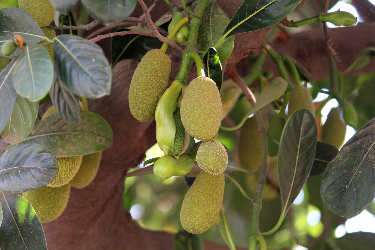 Vastu Shastra for Jackfruit Tree