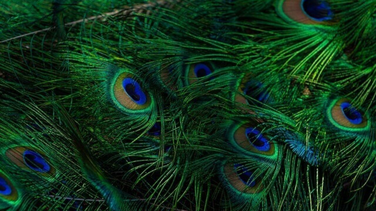 Why Lord Krishna Wears a Peacock Feather on His Head? Read The Story Here!