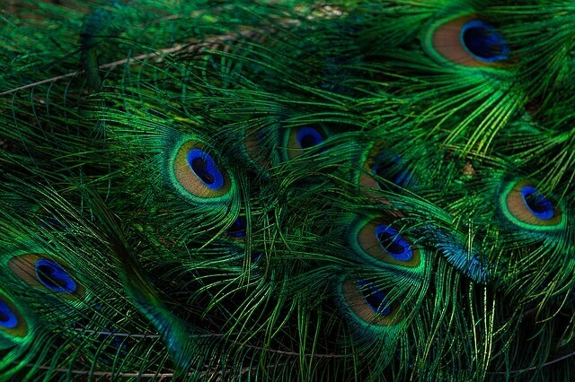 Why Lord Krishna Wears A Peacock Feather On His Head? Read The Story Here