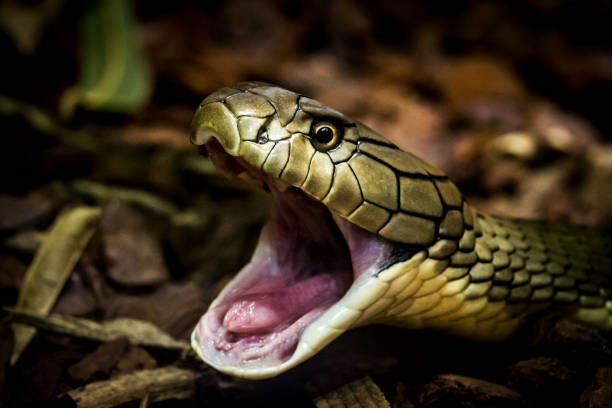 Snakes in dreams: जानें सपने में सांप नजर आने के अच्छे और बुरे सकेंत
