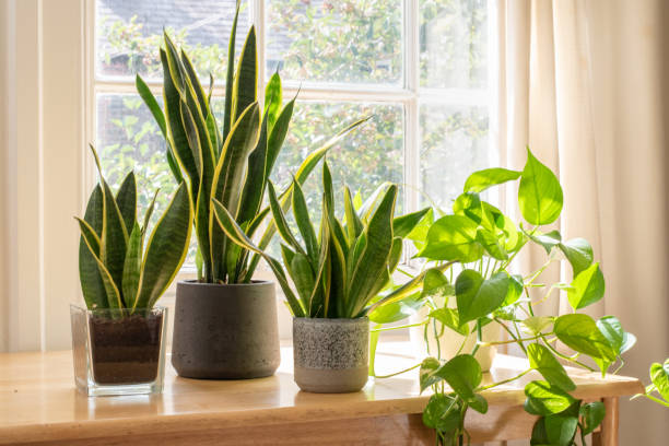 Vastu: Indoor plants that bring prosperity and positivity