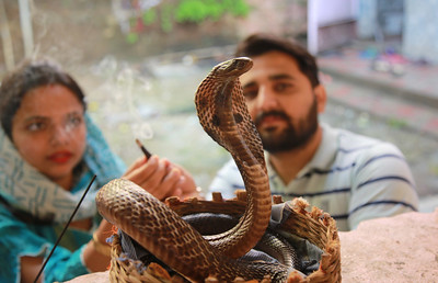 Know The Benefits Of Offering Milk To Snakes On Nag Panchami 2023