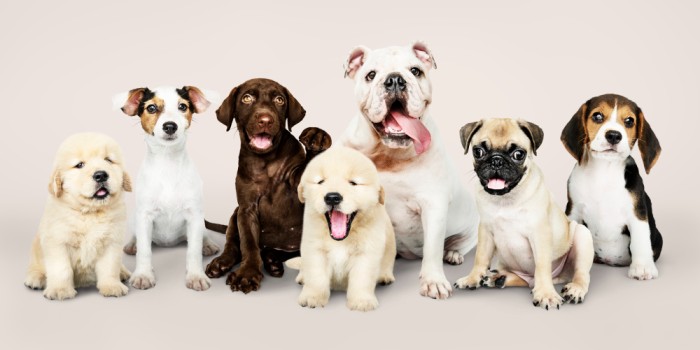 Which Dog Breed You Should Adopt According To Your Zodiac Sign