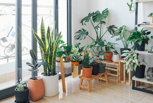 'Boost Your Home's Luck With These 7 Lucky Indoor Plants Approved by Vastu