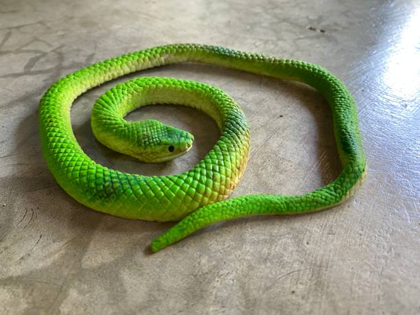 Artificial Snake